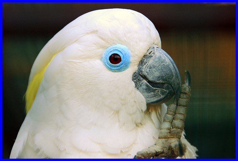 blue cockatoo blue cockatoo