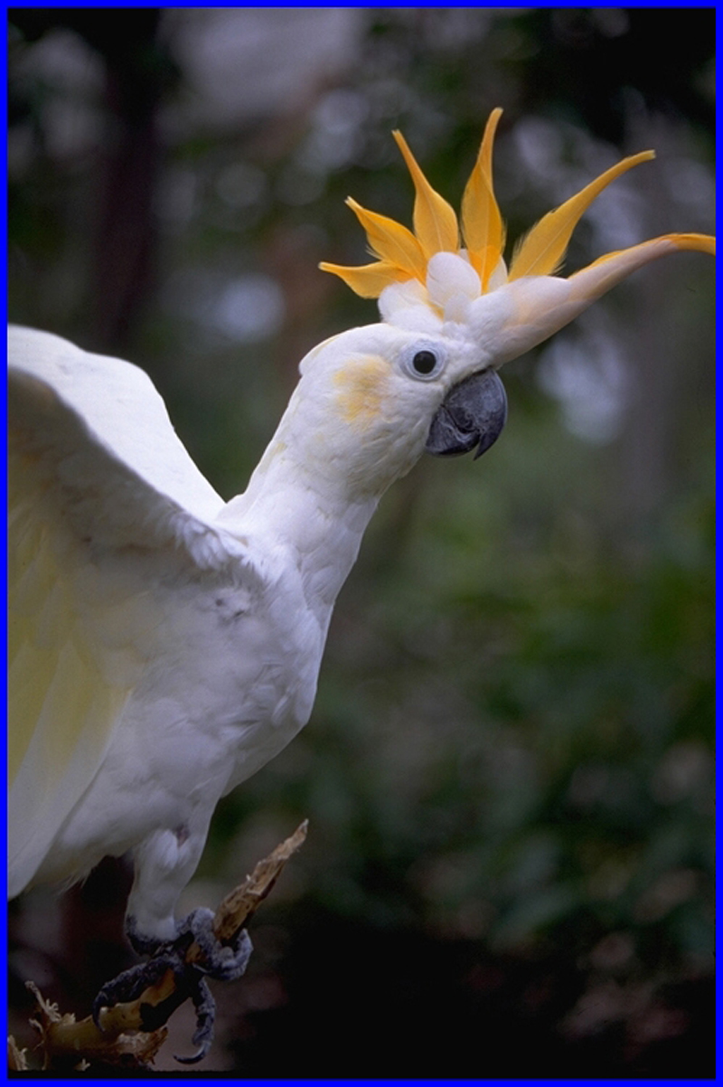 citron crested cockatoo citron crested cockatoo
