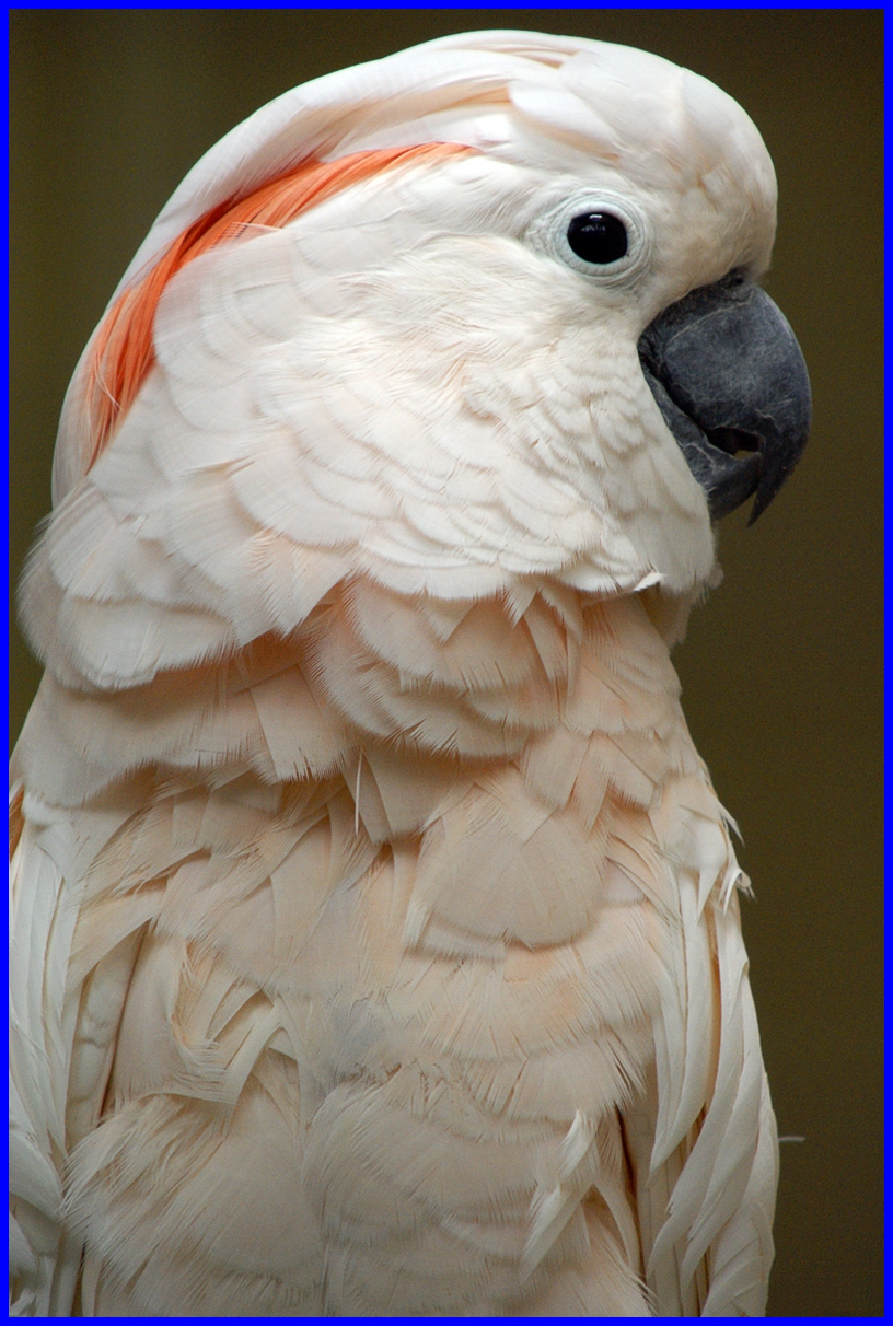 Mollucan Cockatoo 4