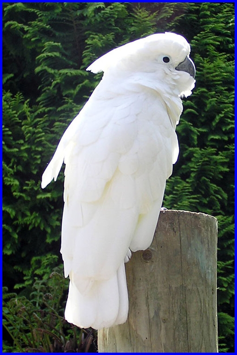White cockatoo parrot.