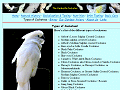 Types of Cockatoos