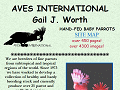 Aves International- We raise exotic birds and parrots and publish the Baby