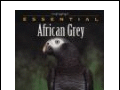 Identifying Congo and Timneh African Greys