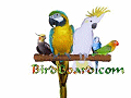 BirdBoard