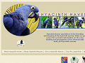 Hyacinth Haven specializes in the breeding and keeping of the hyacinth macaw