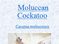 Moluccan Cockatoo, Parrot, BC