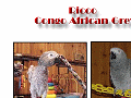 Ricco - Congo African Grey Parrot