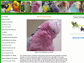 Rose-breasted Cockatoo - Galah