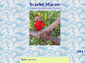 Scarlet Macaw: WhoZoo